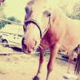 /album/fenykepgaleria/a10947681-784956444906440-1862633905-n-jpg/